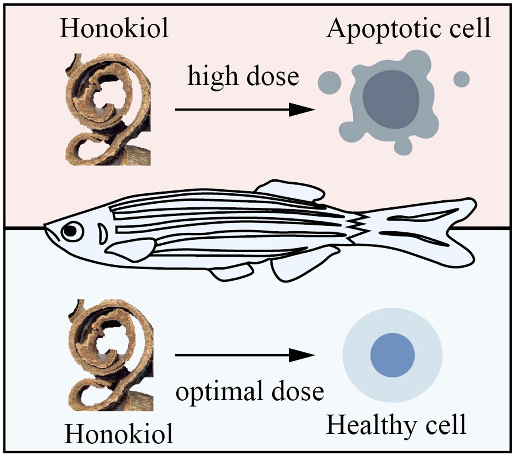 Toxicological effects of Honokiol on zebrafish and its underlying mechanism