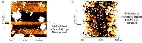 Correction to “Reduction of lauric acid in coconut copra by supercritical carbon dioxide extraction: Process optimization and design of functional cookies using the lauric acid-lean copra meal”