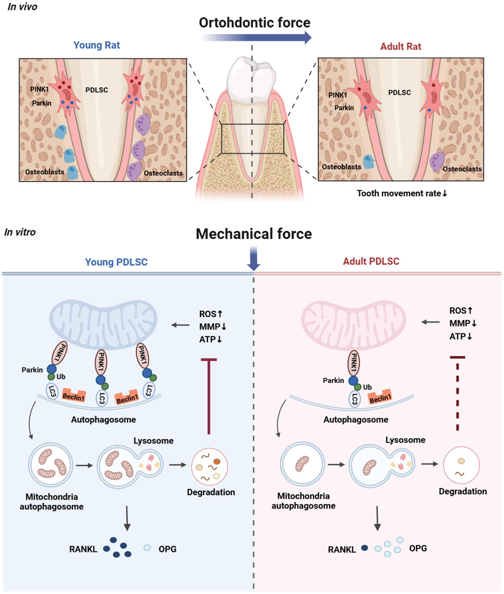 Age-related mitophagy regulates orthodontic tooth movement by affecting PDLSCs mitochondrial function and RANKL/OPG