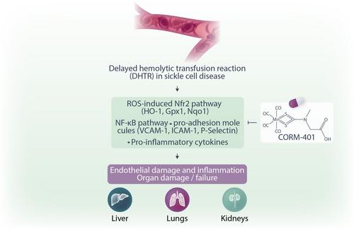 Improving CORM technology for the treatment of delayed hemolytic transfusion reaction