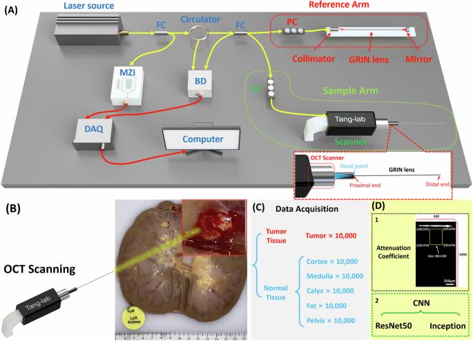 Automatic renal carcinoma biopsy guidance using forward-viewing endoscopic optical coherence tomography and deep learning