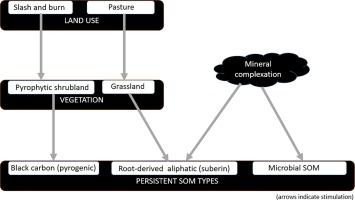 Soil organic matter persistence in hyperhumic colluvial soils caused by palaeofires, root inputs and mineral binding