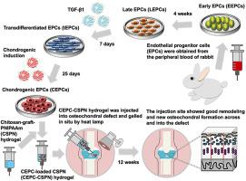 A bioactive composite scaffold enhances osteochondral repair by using thermosensitive chitosan hydrogel and endothelial lineage cell-derived chondrogenic cell