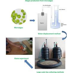 Anaerobic co-digestion of cow manure and microalgae to increase biogas production: A sustainable bioenergy source