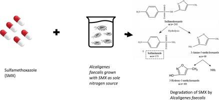 Biodegradation of sulfamethoxazole by a bacterium isolated from the Hurricane overtop sediments