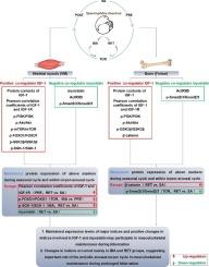 IGF-1 and myostatin-mediated co-regulation in skeletal muscle and bone of Daurian ground squirrels (Spermophilus dauricus) during different hibernation stages