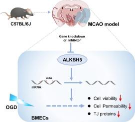 ALKBH5 deficiency attenuates oxygen-glucose deprivation-induced injury in mouse brain microvascular endothelial cells in an m6A dependent manner