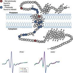 Dynamic protein-protein interactions of KCNQ1 and KCNE1 measured by EPR line shape analysis