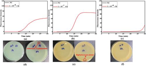 Rapid detection of Salmonella and Staphylococcus aureus using a hand-held nucleic acid detection system