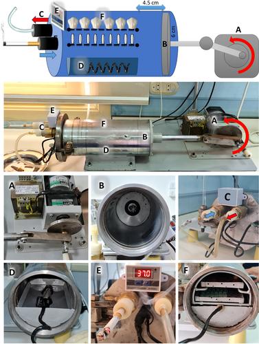 Evaluating the Effects of Cigarette Smoking and Heated Tobacco Products on Hard Dental Tissues: A Comparative Histological and Colorimetric Analysis