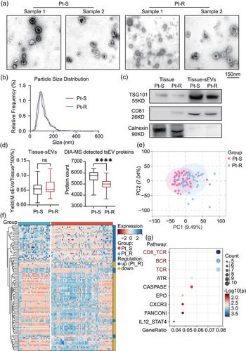 A Predictive Model for Initial Platinum-Based Chemotherapy Efficacy in Patients with Postoperative Epithelial Ovarian Cancer Using Tissue-Derived Small Extracellular Vesicles