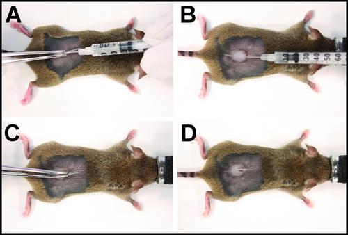 Current Protocols: Alopecia Areata Mouse Models for Drug Efficacy and Mechanism Studies