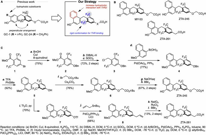 Synthesis and preclinical testing of a selective beta-subtype agonist of thyroid hormone receptor ZTA-261