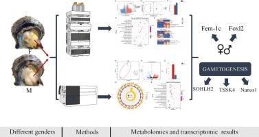 Transcriptomic and metabolomic analyses reveal sex-related differences in the gonads of Pinctada fucata martensii