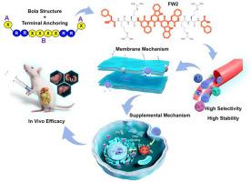 Novel multidomain peptide self-assembly biomaterials based on bola structure and terminal anchoring: Nanotechnology meets antimicrobial therapy