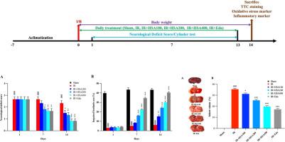 Neuroprotective effects of Hibiscus sabdariffa var. altissima on cerebral ischemia‒Reperfusion injury in rats