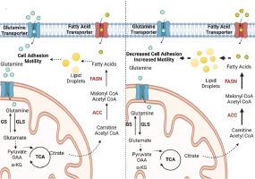 Glutamine withdrawal leads to the preferential activation of lipid metabolism in metastatic colorectal cancer