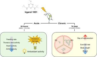 Acute and chronic effects of the antifouling booster biocide Irgarol 1051 on the water flea Moina macrocopa revealed by multi-biomarker determination