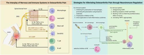 Neural and immune roles in osteoarthritis pain: Mechanisms and intervention strategies