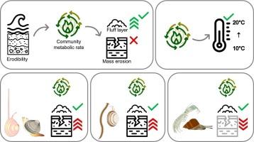 Multispecies macrozoobenthic seasonal bioturbation effect on sediment erodibility