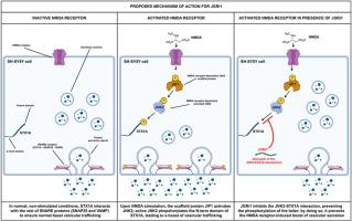 The selective disruption of the JNK2/Syntaxin-1A interaction by JGRi1 protects against NMDA-evoked toxicity in SH-SY5Y cells