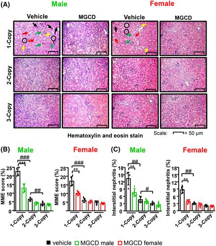 Epigenetic mechanisms differentially regulate blood pressure and renal dysfunction in male and female Npr1 haplotype mice