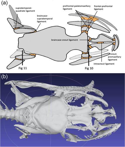 How anatomy influences measurements of snakes