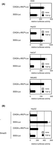 Analysis of the DNA-binding properties of TGF-β-activated Smad complexes unveils a possible molecular basis for cellular context-dependent signaling