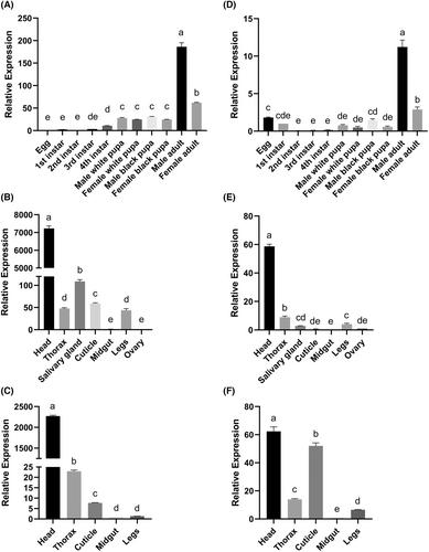 Activation of the G protein-coupled sulfakinin receptor inhibits blood meal intake in the mosquito Aedes aegypti