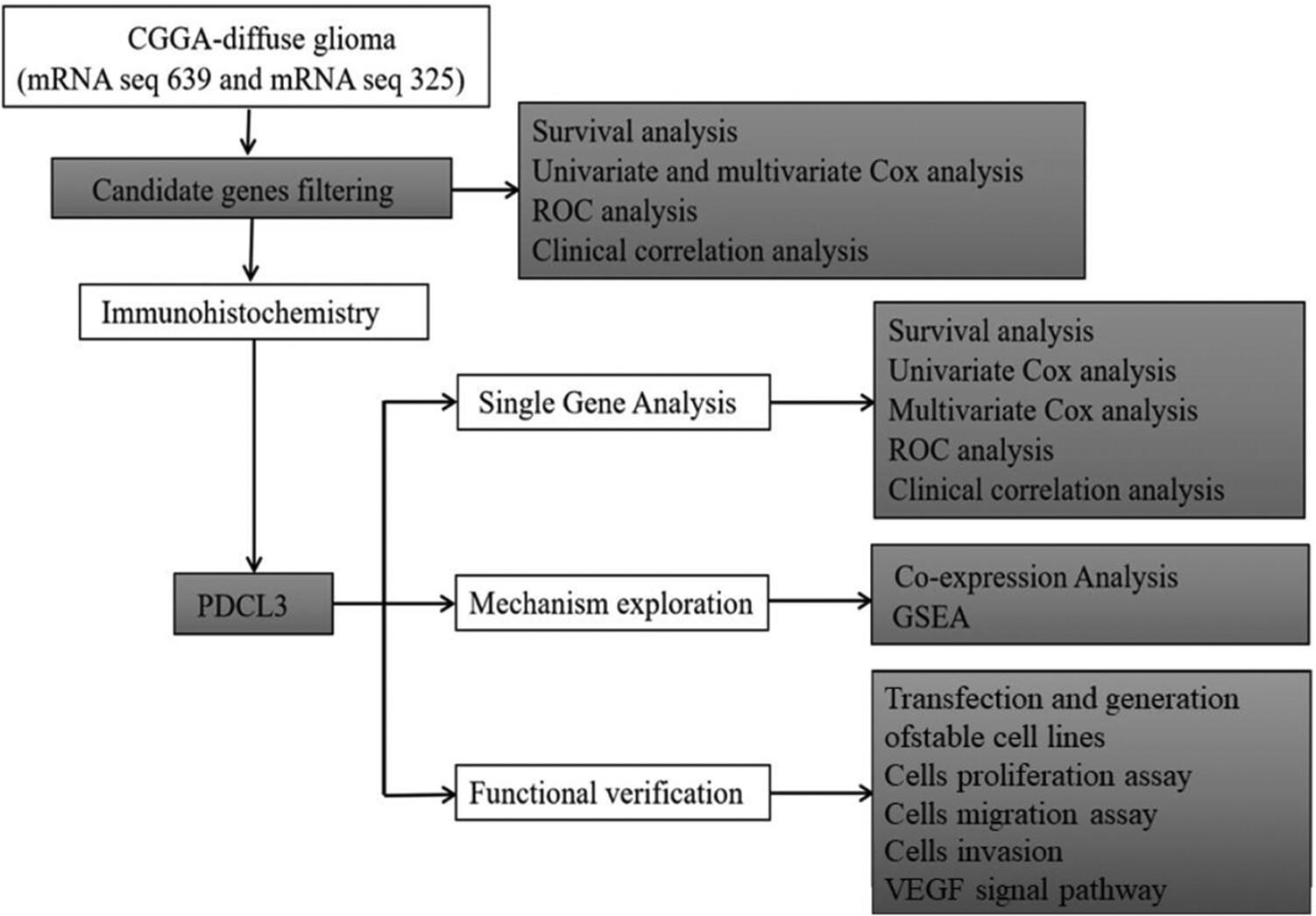 PDCL3 as a prognostic factor and associated with the VEGF signaling pathway in glioma