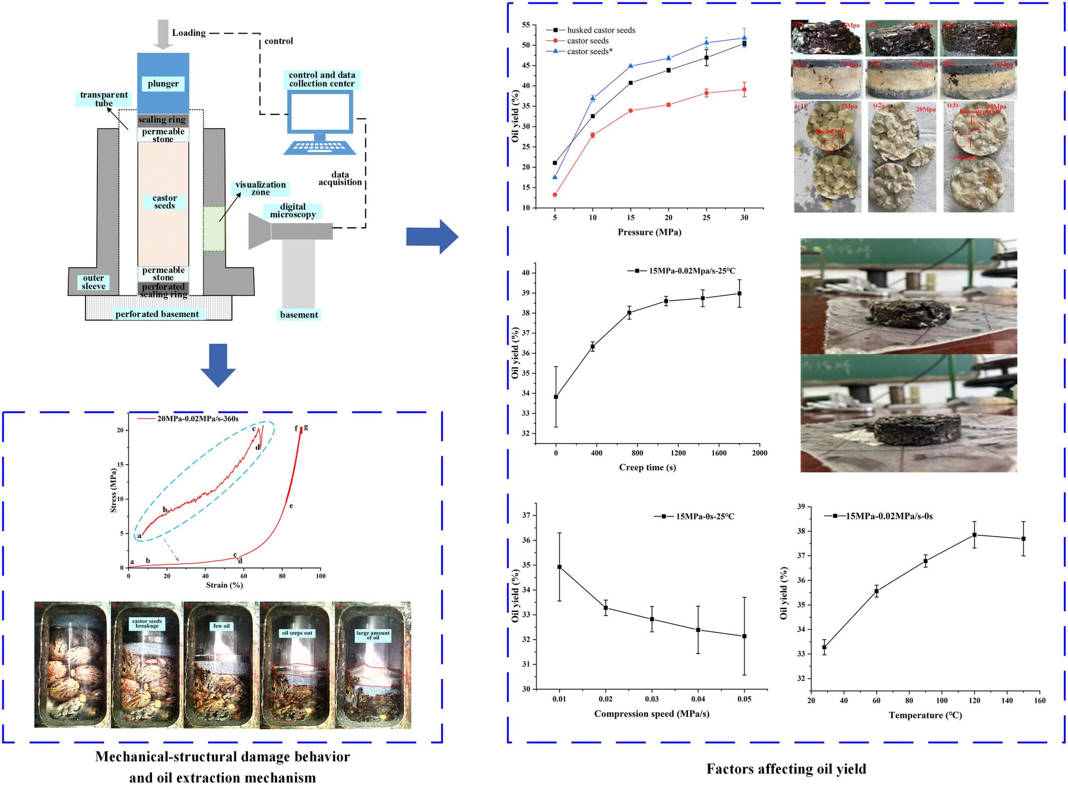 Research on seeds compression-structural damage and castor oil extraction mechanism with in situ observation