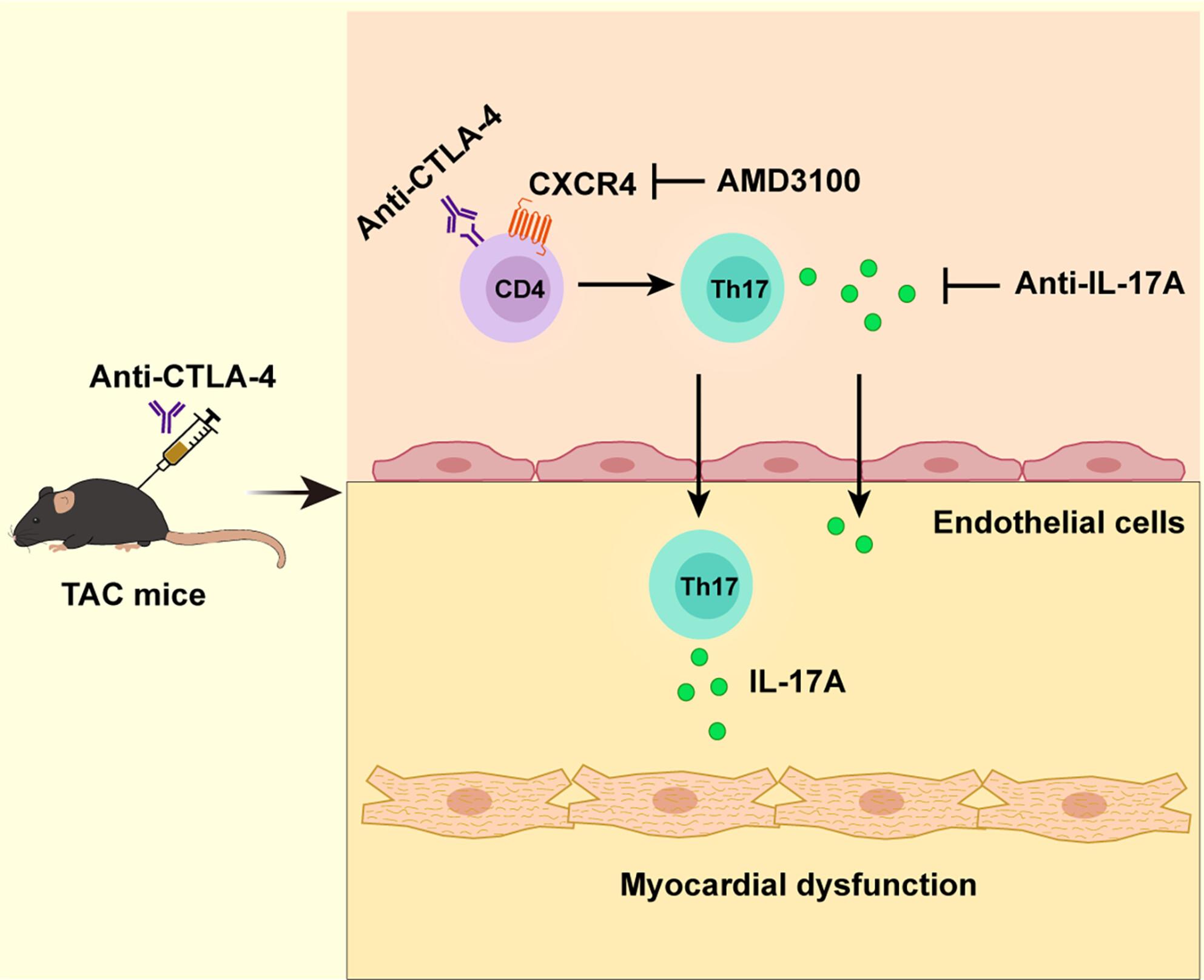 Blocking CTLA-4 promotes pressure overload-induced heart failure via activating Th17 cells