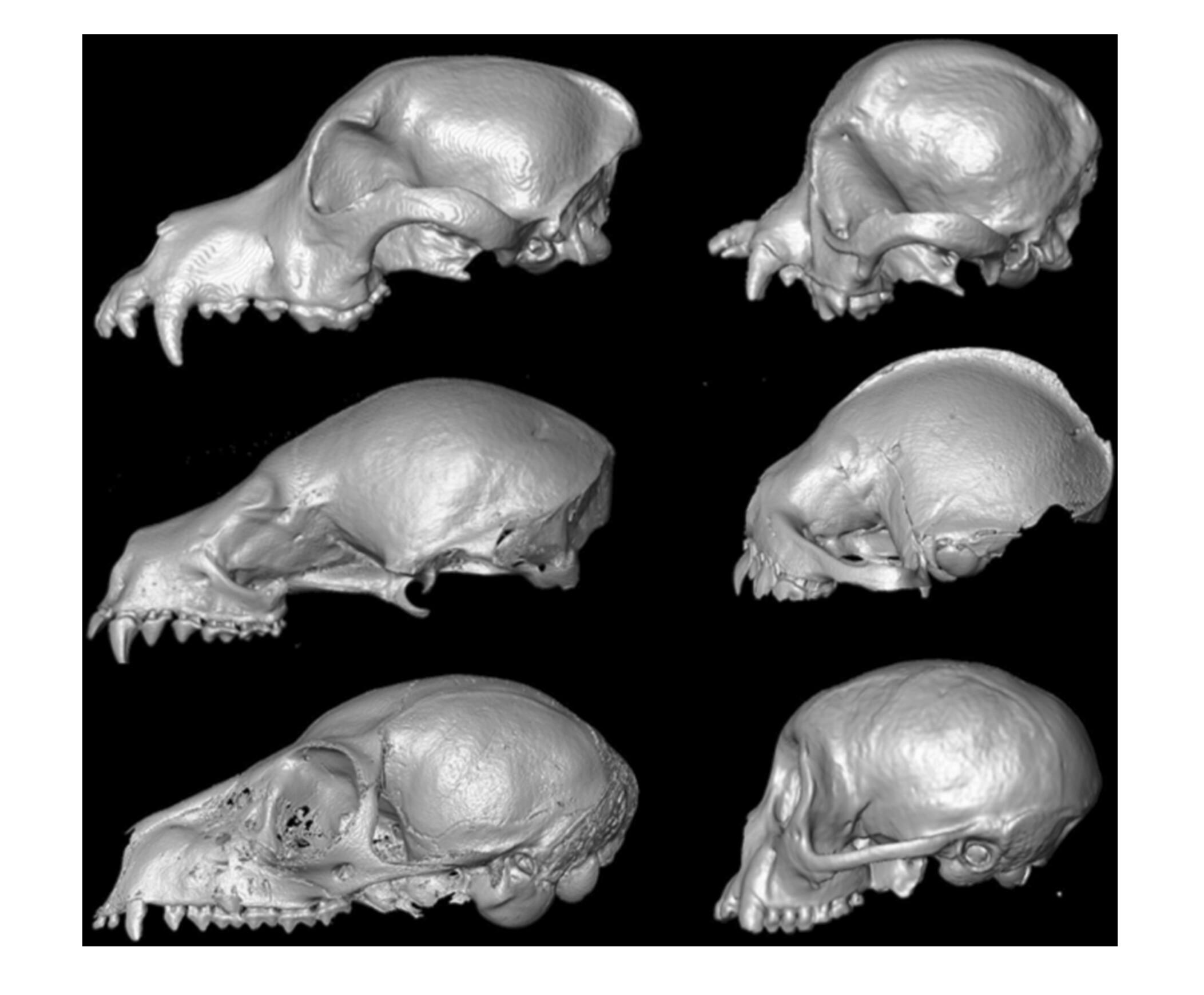 Comparative morphology in the context of facial reduction: Modularity in primate, dog, and bat crania