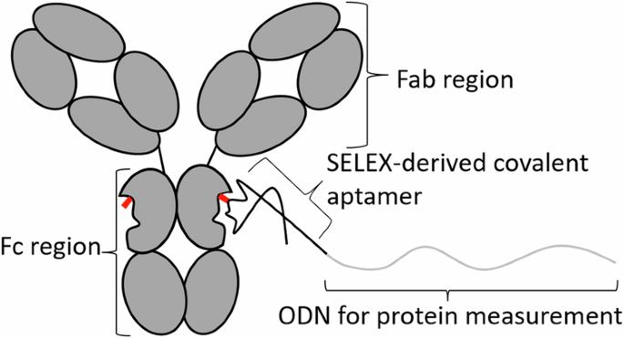 Selection of antibody-binding covalent aptamers