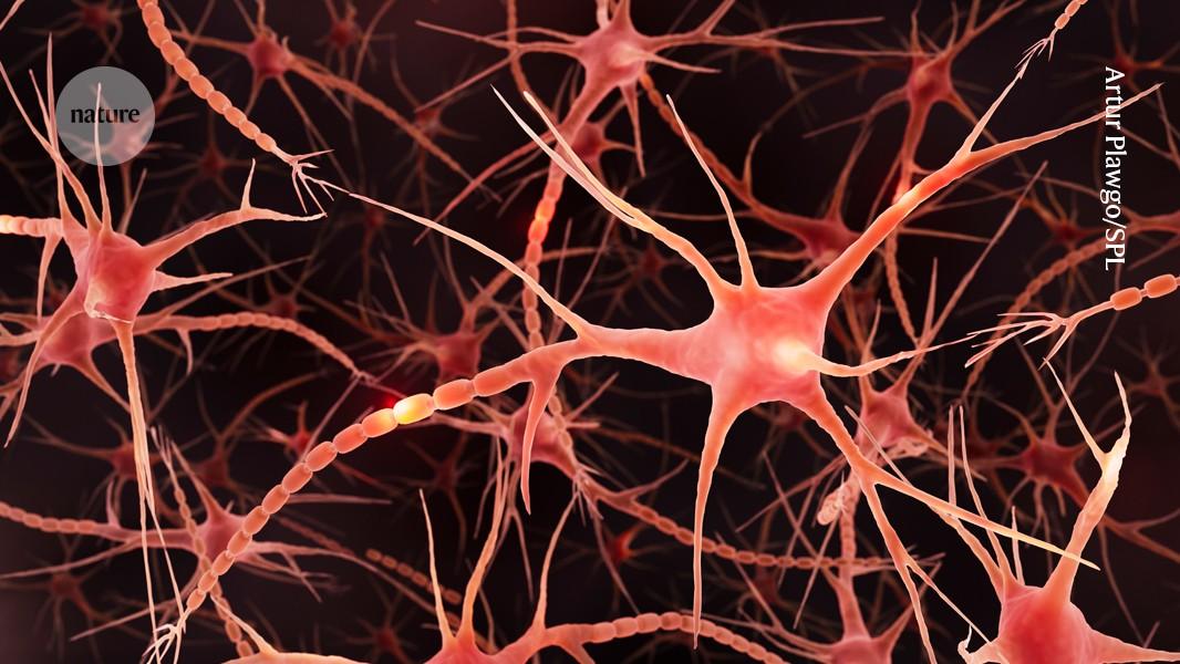 How neurons make a memory