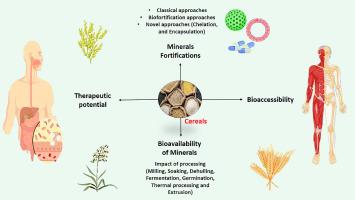 Bioaccessibility mechanisms, fortification strategies, processing impact on bioavailability, and therapeutic potentials of minerals in cereals