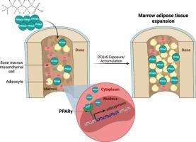 The long-chain polyfluorinated alkyl substance perfluorohexane sulfonate (PFHxS) promotes bone marrow adipogenesis