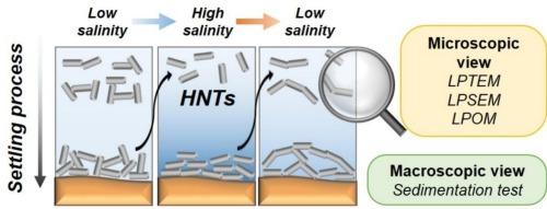 Effects of salinity on the microscopic interaction and sedimentation behavior of halloysite nanotube