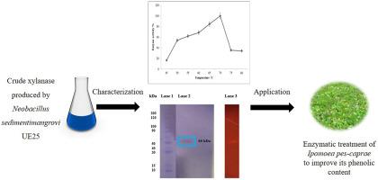 Xylanase from Neobacillus sedimentimangrovi UE25: Characterization, purification and applications