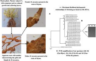 First report of Meloidogyne javanica infecting Thymus vulgaris in the state of São Paulo, Brazil