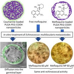 PLGA-PEG-COOH nanoparticles are efficient systems for delivery of mefloquine to Echinococcus multilocularis metacestodes