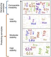 Solvent accessible surface area-assessed molecular basis of osmolyte-induced protein stability†