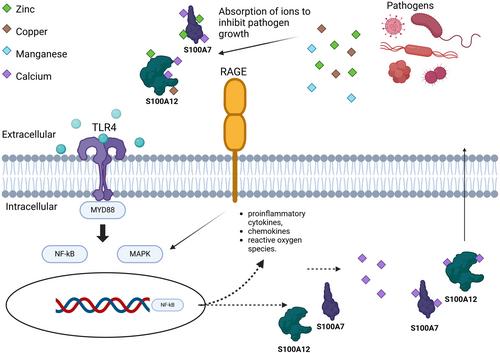 An overview of S100 proteins and their functions in skin homeostasis, interface dermatitis conditions and other skin pathologies