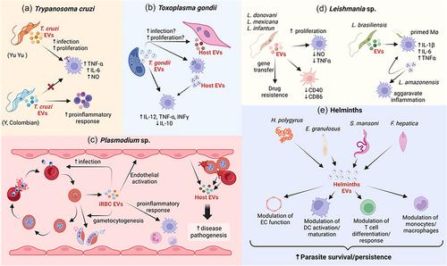 Potential of extracellular vesicles in the pathogenesis, diagnosis and therapy for parasitic diseases