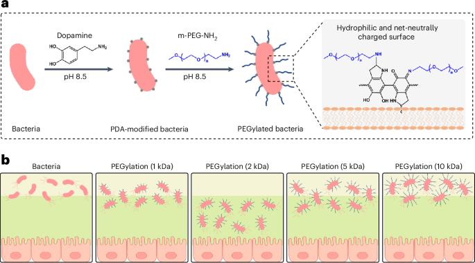 PEGylated bacteria penetrate mucus and strengthen the gut mucosal barrier