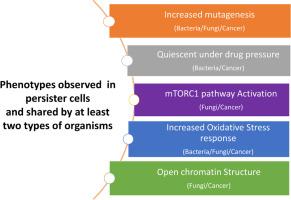 Drug tolerance and persistence in bacteria, fungi and cancer cells: Role of non-genetic heterogeneity