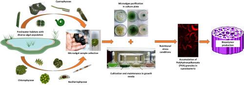 Diversity and growth conditions for Polyhydroxyalkanoate (PHA) production in phytoplankton community from freshwater habitats at Visakhapatnam, Andhra Pradesh, India