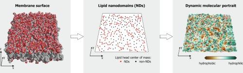 Nanoscale lipid domains determine the dynamic molecular portraits of mixed DOPC/DOPS bilayers in a fluid phase: A computational insight