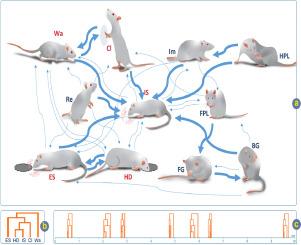 Physiology, patterns and behavior