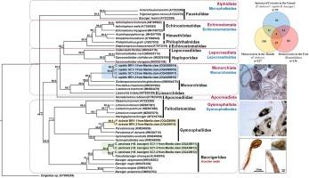 Survey of trematodes in Manila clam Ruditapes philippinarum on the west coast of Korea: A preliminary study